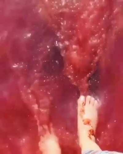 Forbidden kool-aid