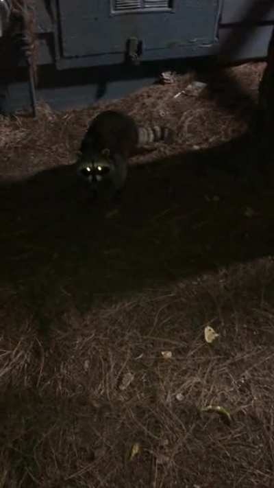 Trash pandas doing trash panda things