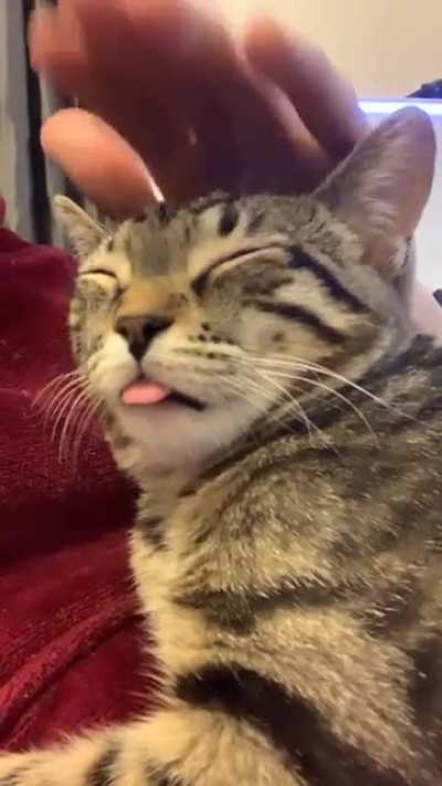 My cat says &ldquo;😛&rdquo;