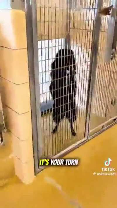 The reaction of different dogs to getting adopted, this video makes my heart happy, all deserve a home 🐾&hearts;️