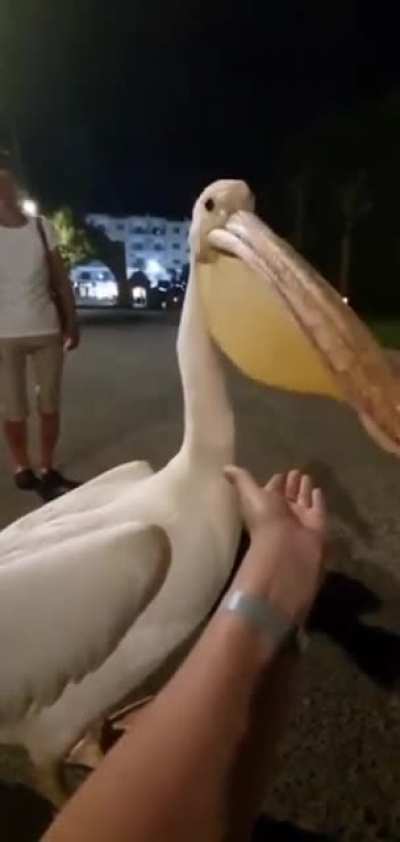 pelican dementor