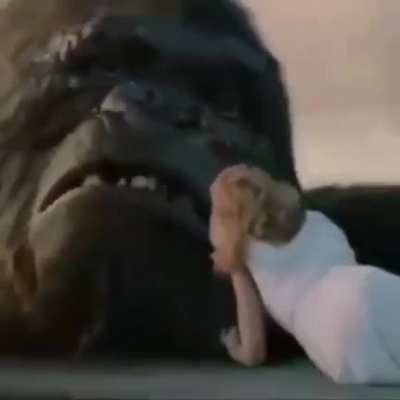 M a c a c u