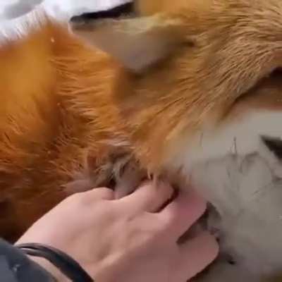 Happy Foxy