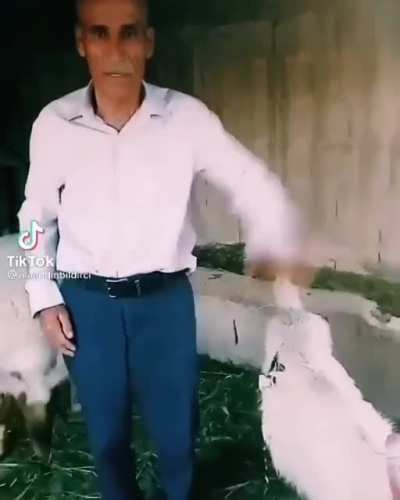 Epico