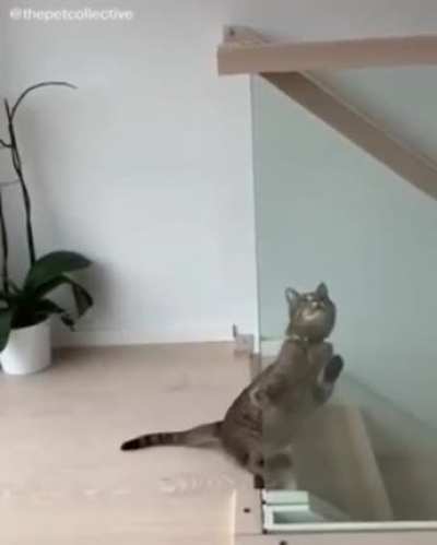 Buster Cat-on