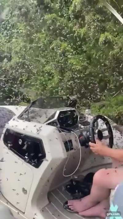 Mayfly swarm