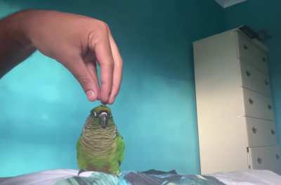 When you&rsquo;re chosen for head scratches