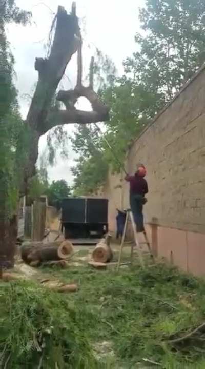 Attempting to be a Tree Surgeon