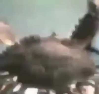 Crab working out