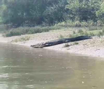 🔥 Crocodiles have zero friction and know how to use it.