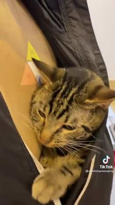 Dad doesn&rsquo;t want cat, family gets car anyway. Dad and the cat: