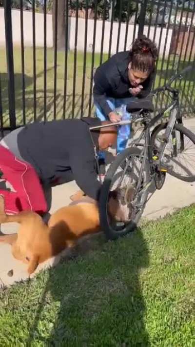 Man performs CPR on dog and successfully saves him