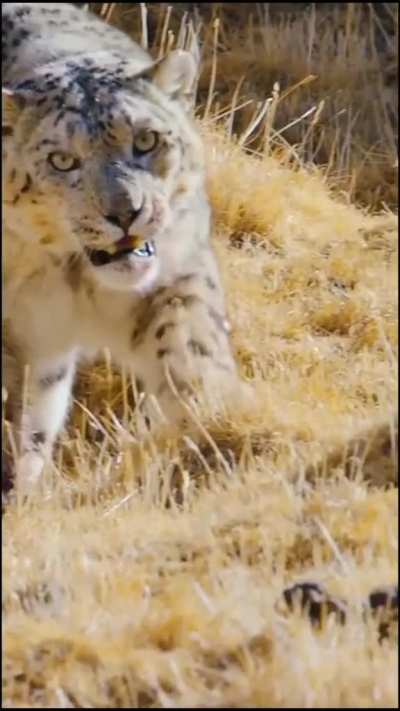 🔥 Snow Leopard