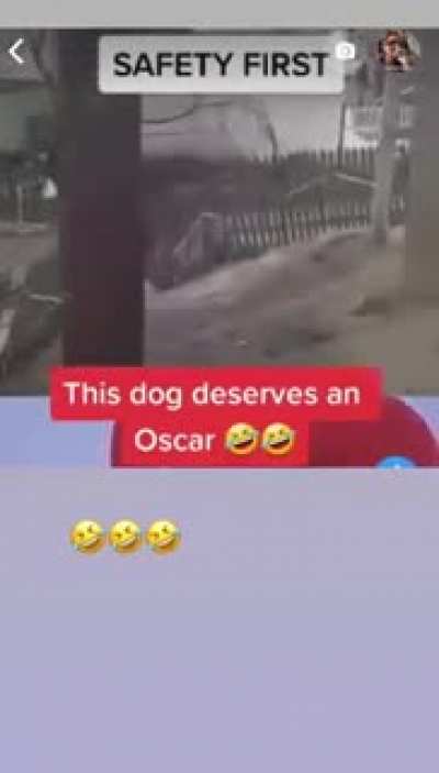 Dog putting on a big act