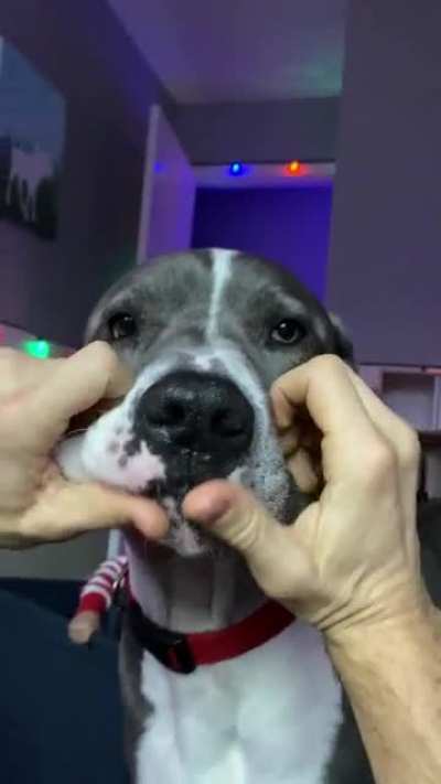 Anyone else&rsquo;s dog part predator?