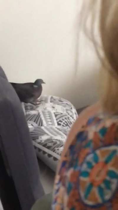 Brother bird