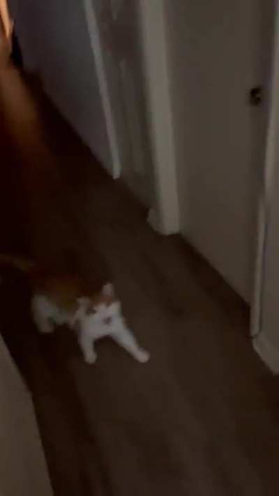 Stinky Boy Screams