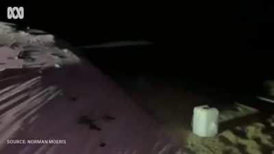 The mouse plague in Australia at the moment