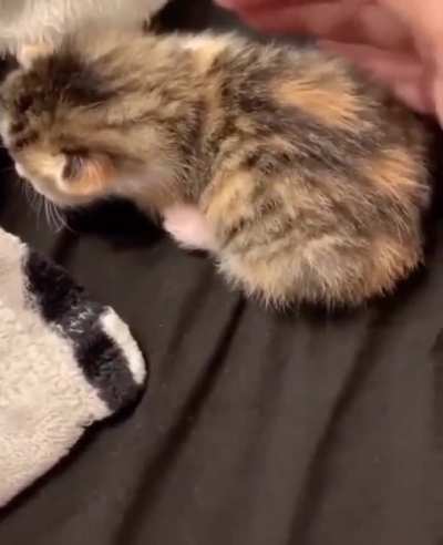 Dramatic kitten Yell &amp;amp; Fall