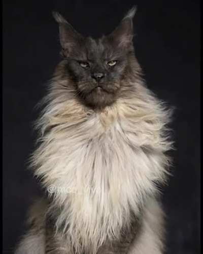 Majestic