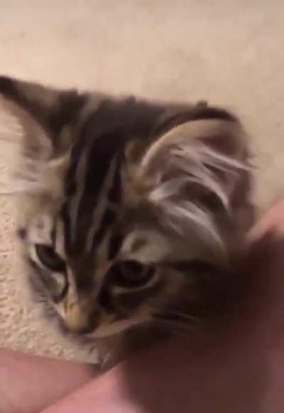 Kitten scream