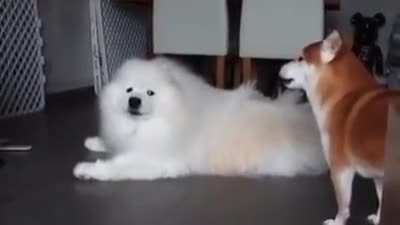 Doggos
