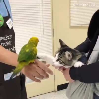 Touchy da birdy