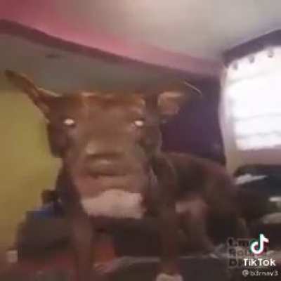 Papu