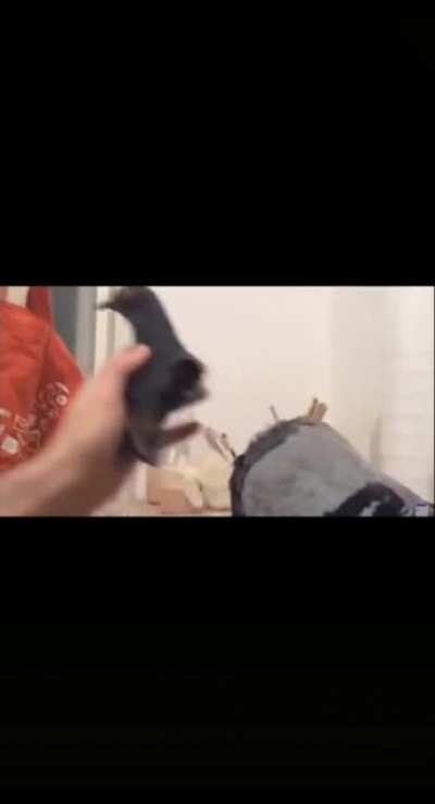 Pigeon !