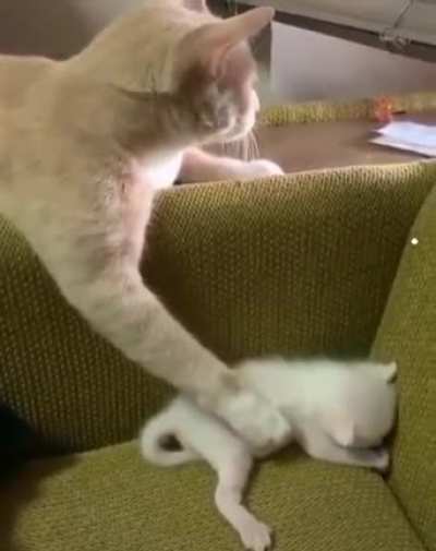 Mommy cat is multi-tasking. She&rsquo;s watching her favorite show, while petting the baby.
