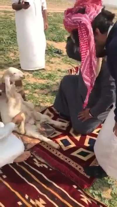 Hail the Goat Sheikh.