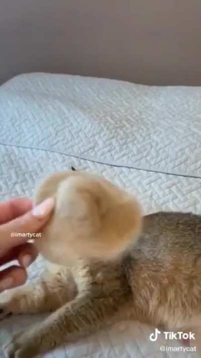 What in cat hair creation