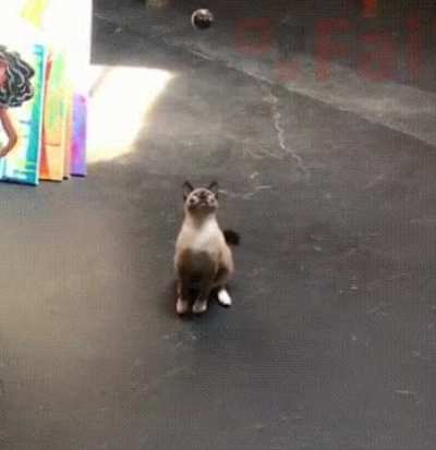 Yeah, FUCK this cat in particular.