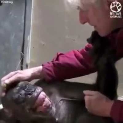 Dying chimp recognizes old friend