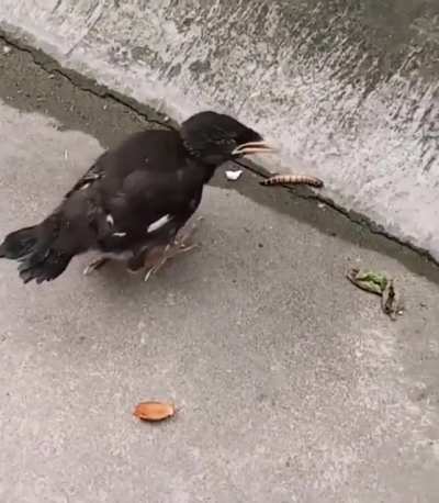 Sillybabybirb