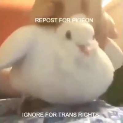 Pigeon