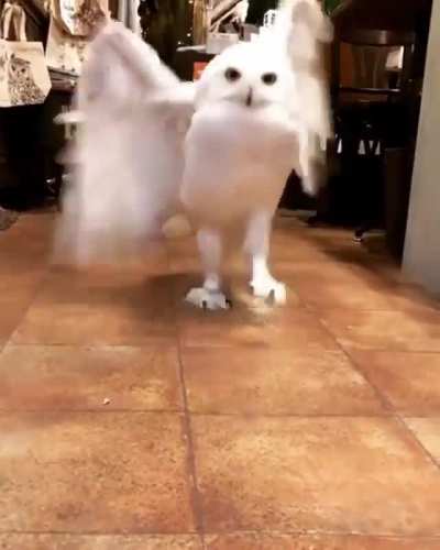 Welcome... H'owl may I help you