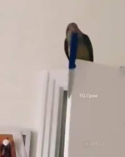 Killer parrot