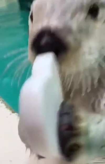 otter sponges