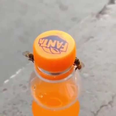Two bees opening cap with the mind of Physics!