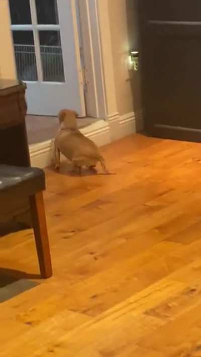 Chihuahua miscalculates jump
