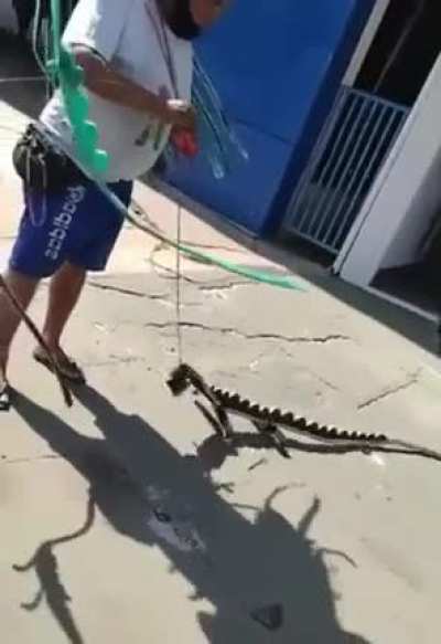 Cute toy lizard