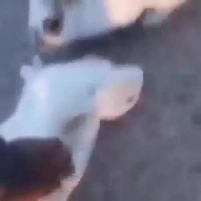 Rabbit are more human than human