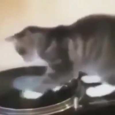 Cat cat