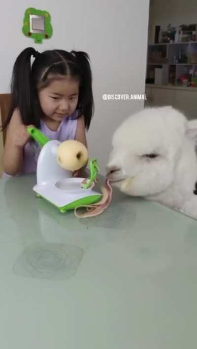 Альпака
