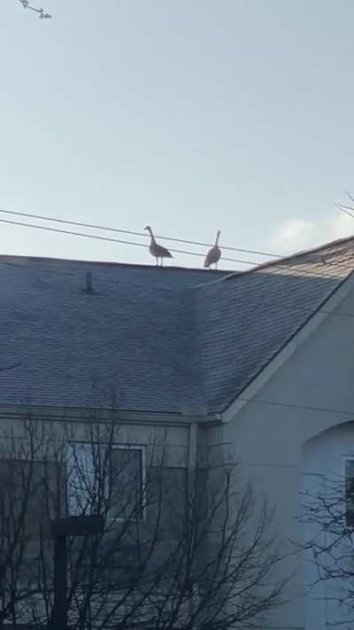 Gooses on a Roofses