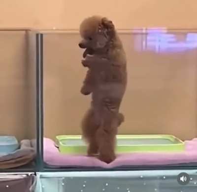I&rsquo;d rather dance than bark with you.