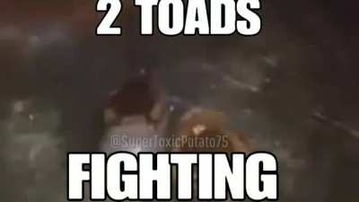 2 TOADS fighting
