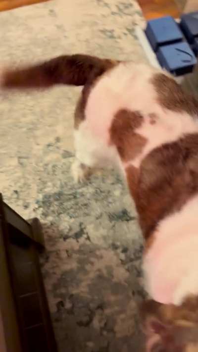 This is the first time she’s reached with her paw for pets…then she had to go back to sleep ❤️