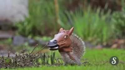 Just a squirrel feeder